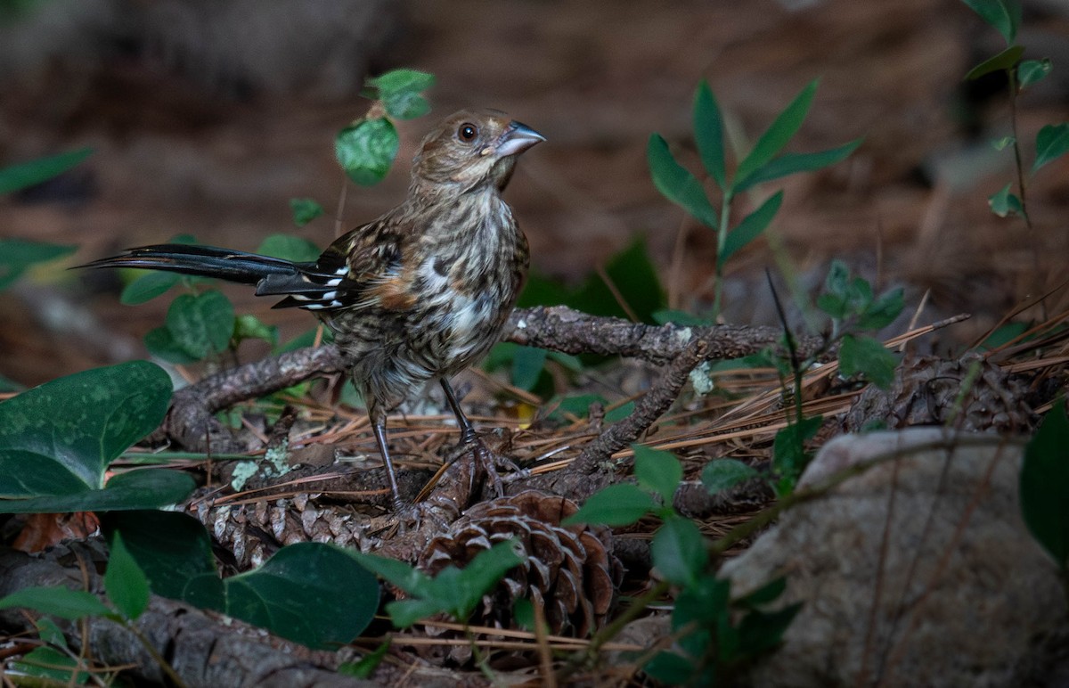 Eastern Towhee - ML639225680
