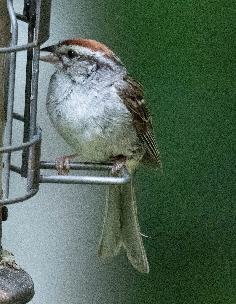 Chipping Sparrow - ML639225693