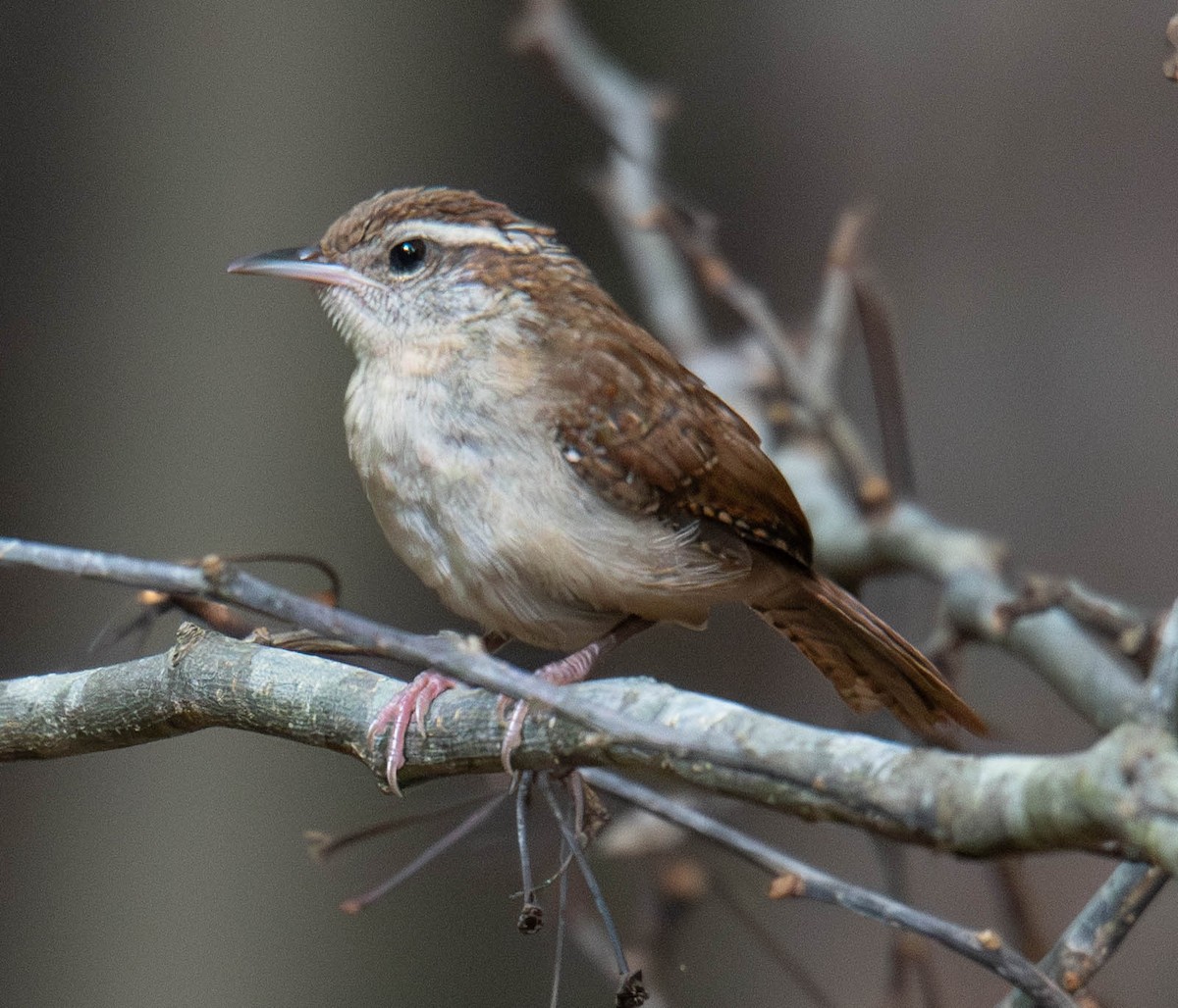 Carolina Wren - ML639225703