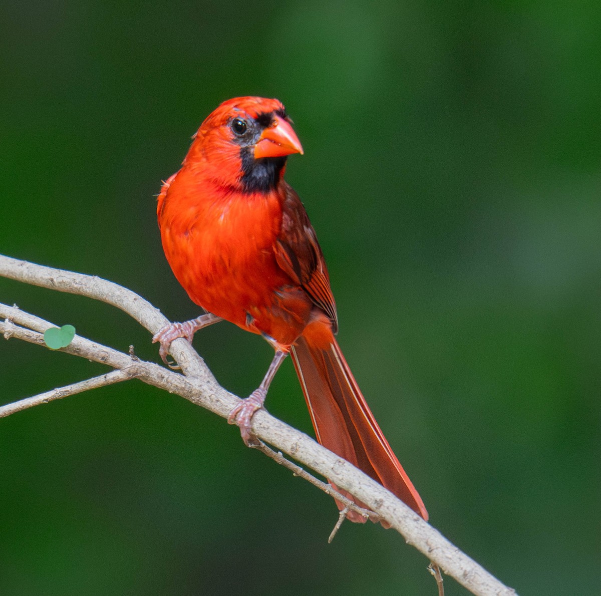 Northern Cardinal - ML639225717