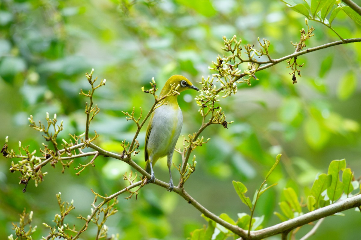 Indian White-eye - ML639225795