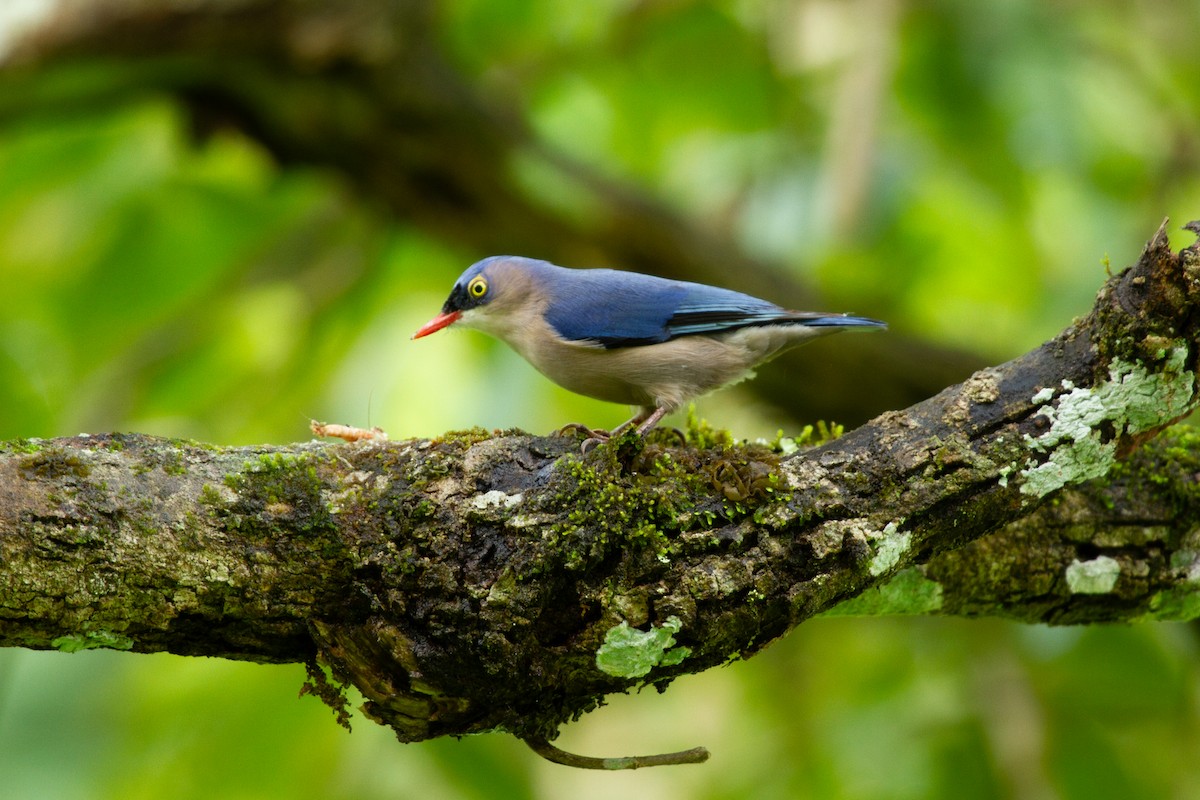 Velvet-fronted Nuthatch - ML639225796