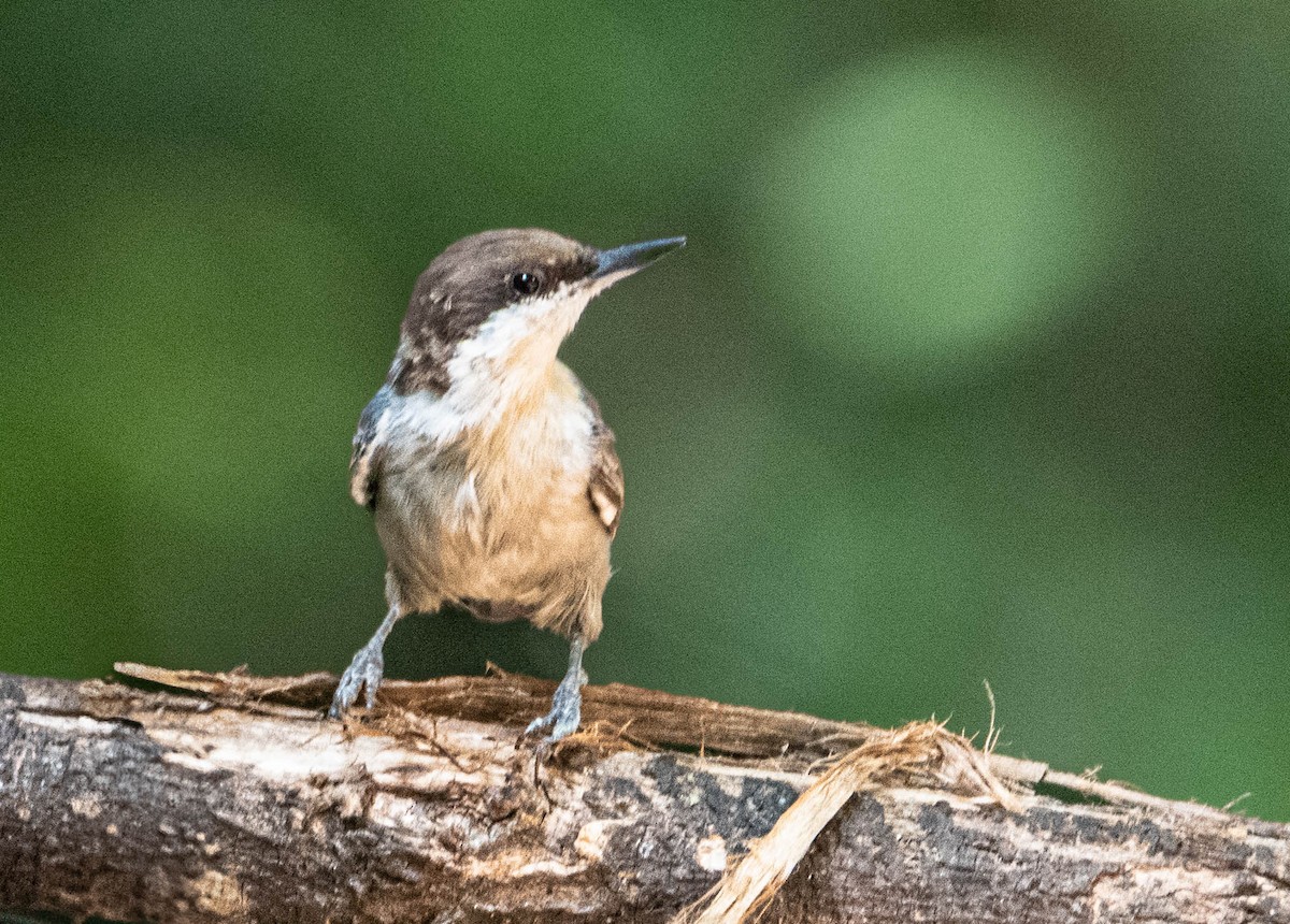 Brown-headed Nuthatch - ML639225797