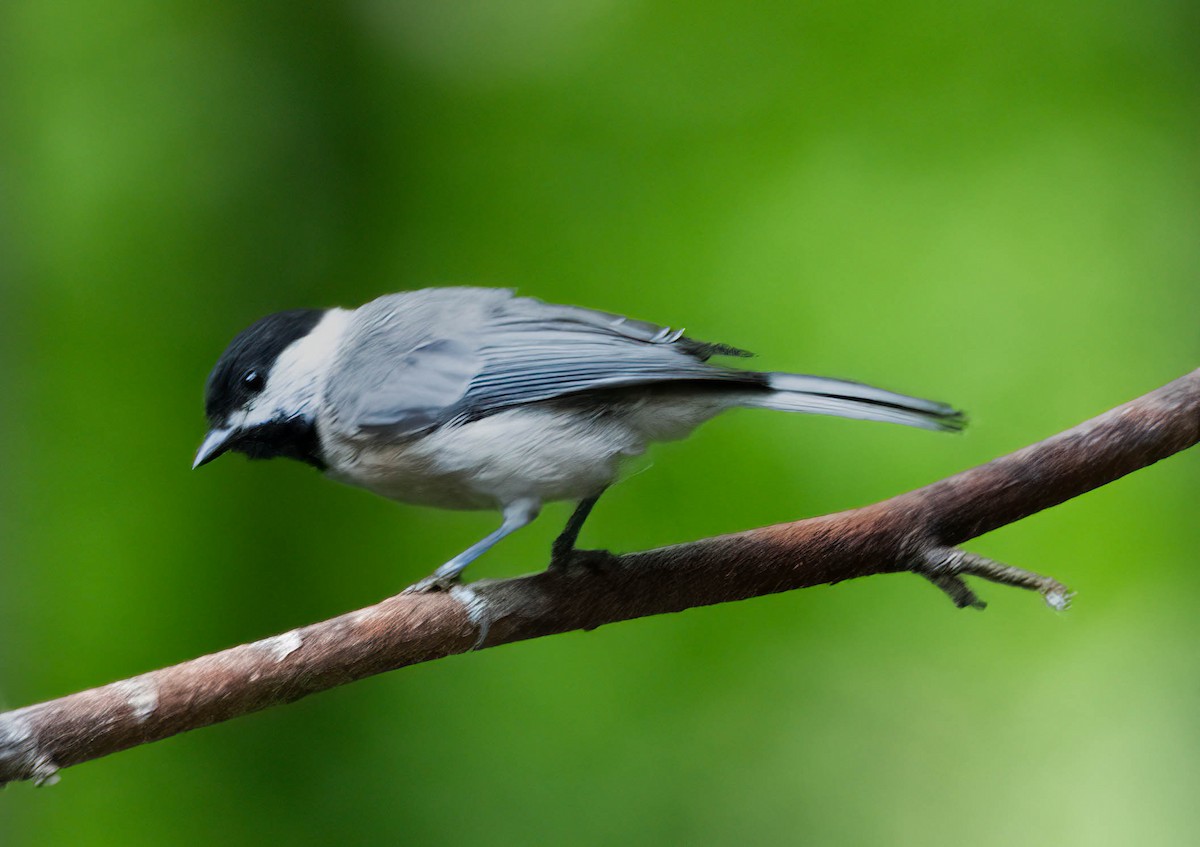 Carolina Chickadee - ML639225812