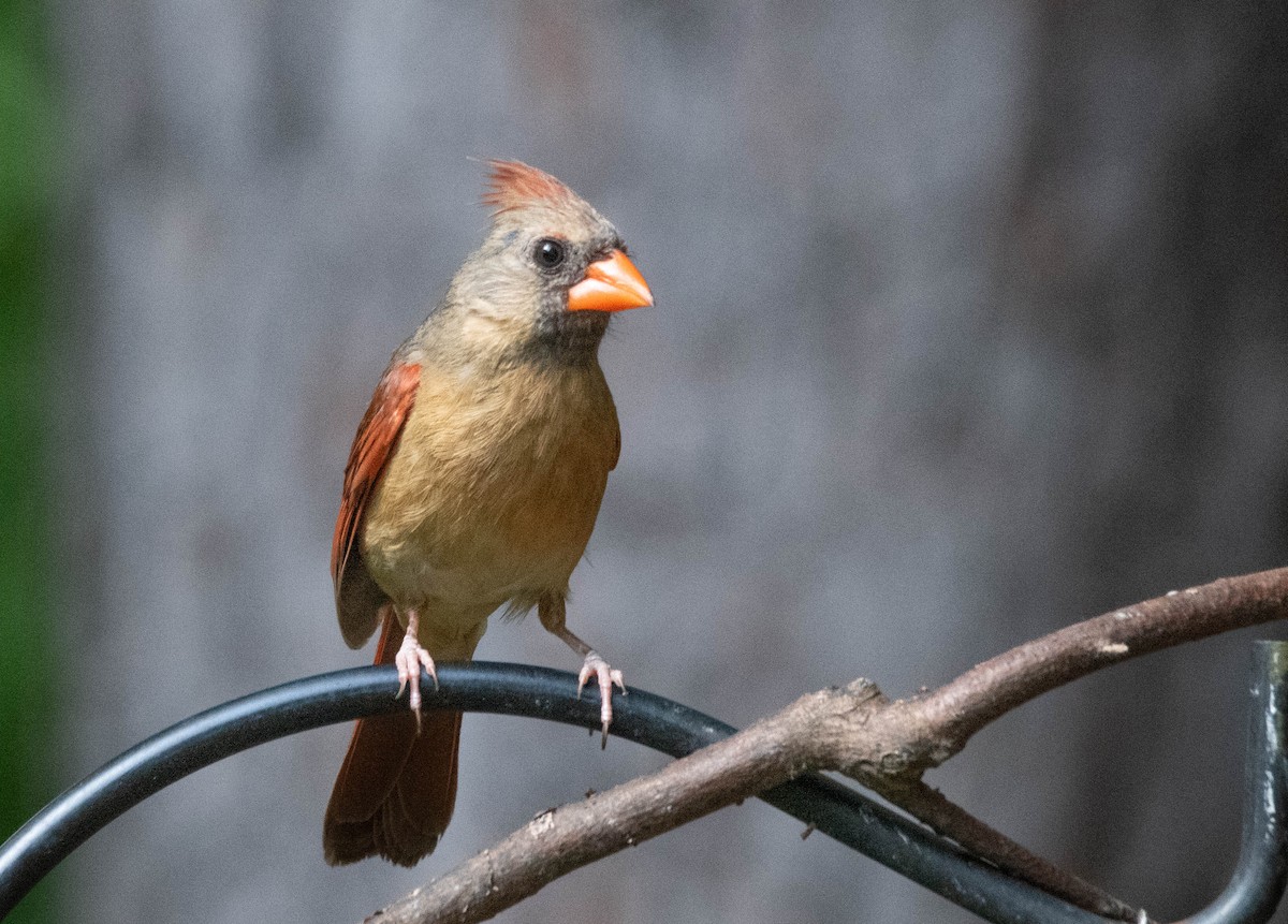 Northern Cardinal - ML639225824