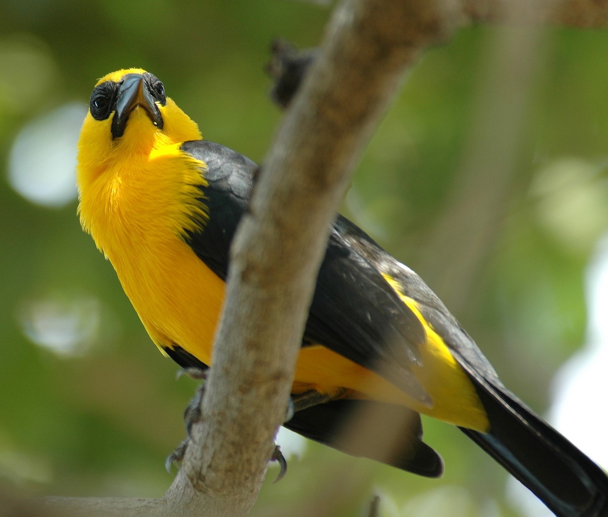 Oriole Blackbird - ML639225836