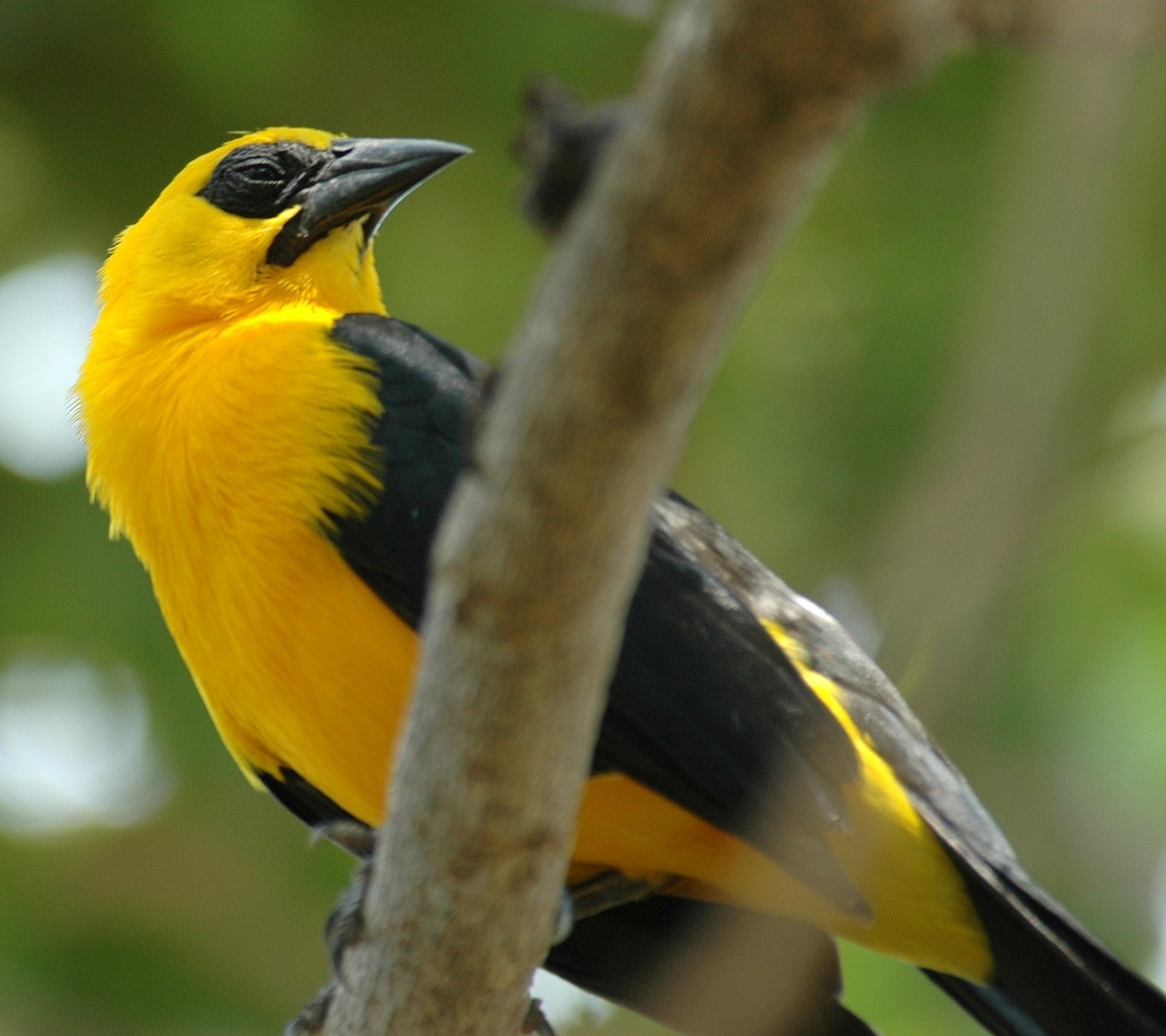 Oriole Blackbird - ML639225843