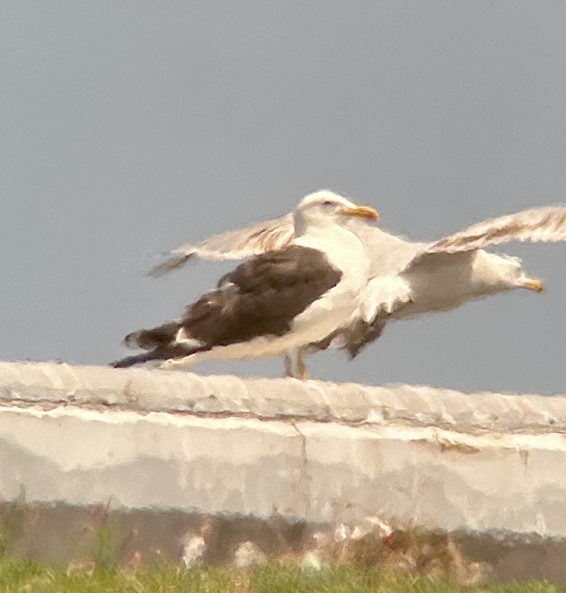 Dominikanermöwe - ML639225844