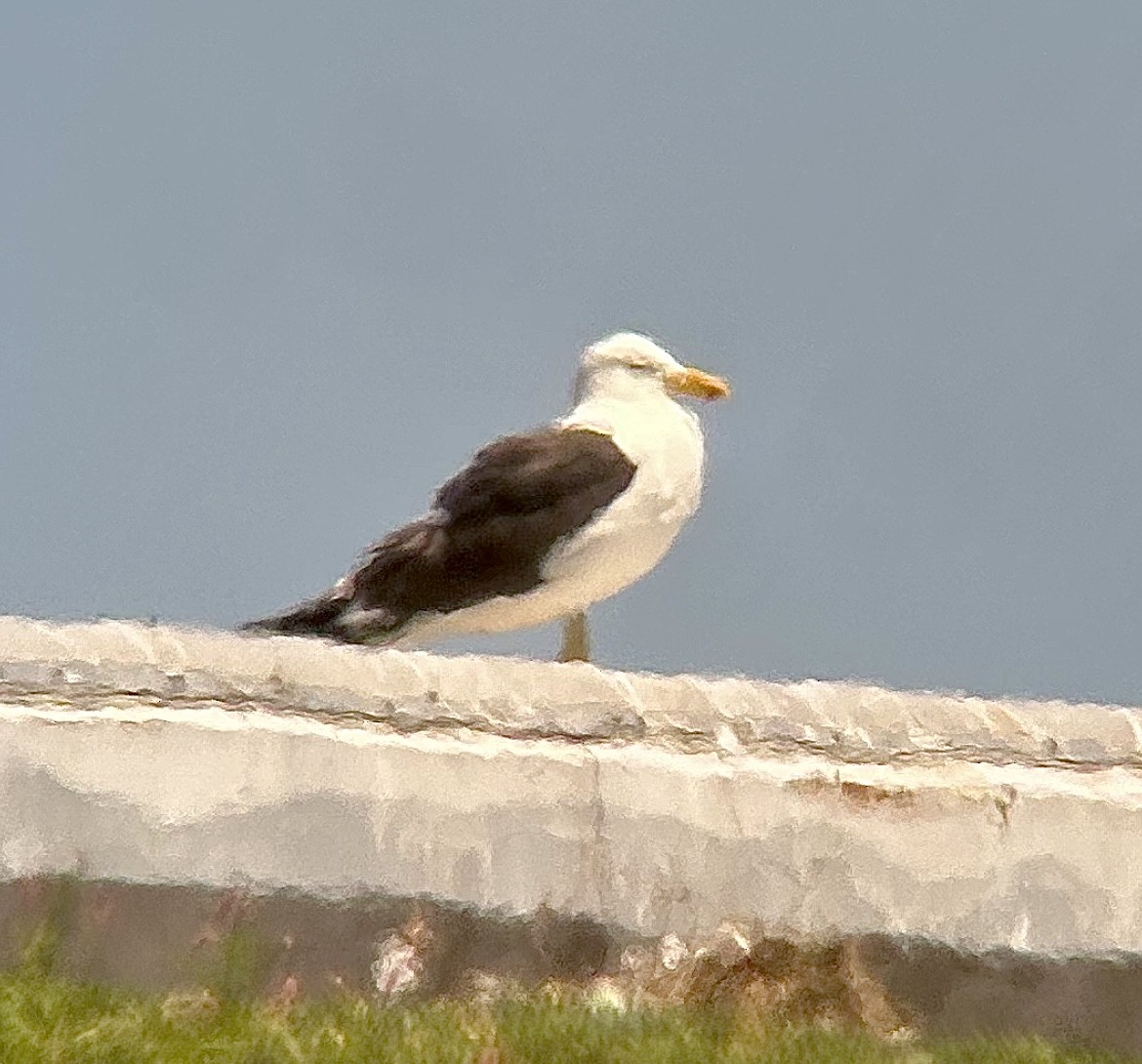 Dominikanermöwe - ML639225845