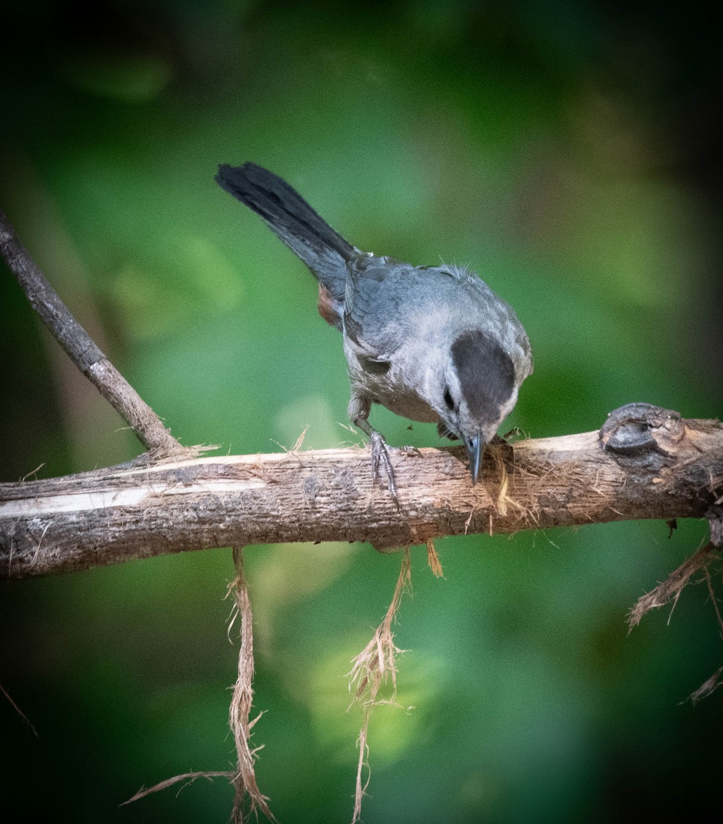 Gray Catbird - ML639225848