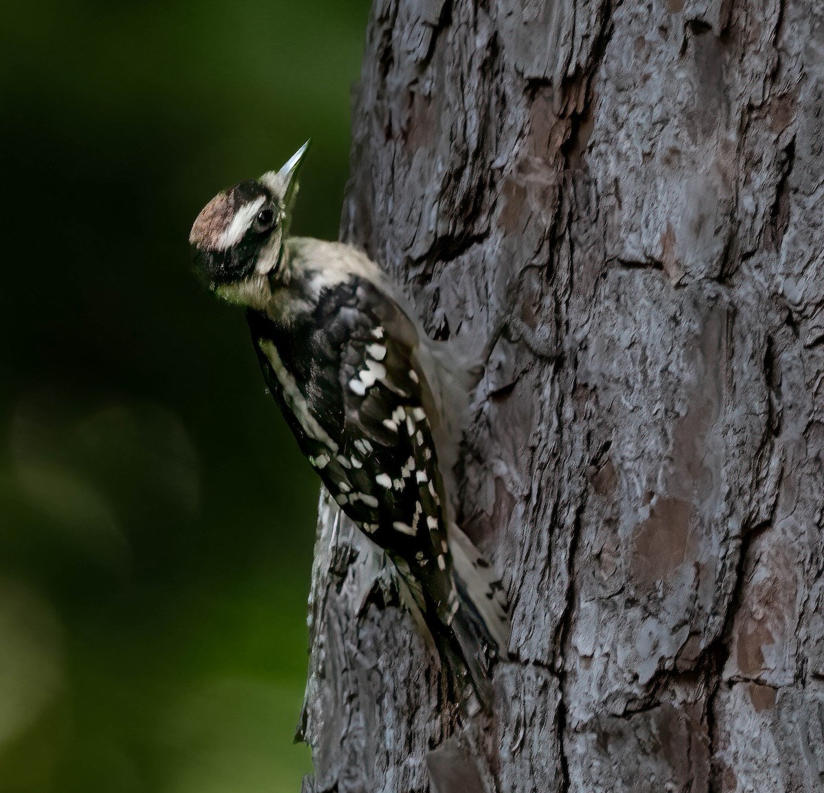 Downy Woodpecker - ML639225888