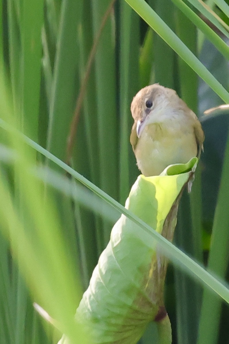 Oriental Reed Warbler - ML639225900
