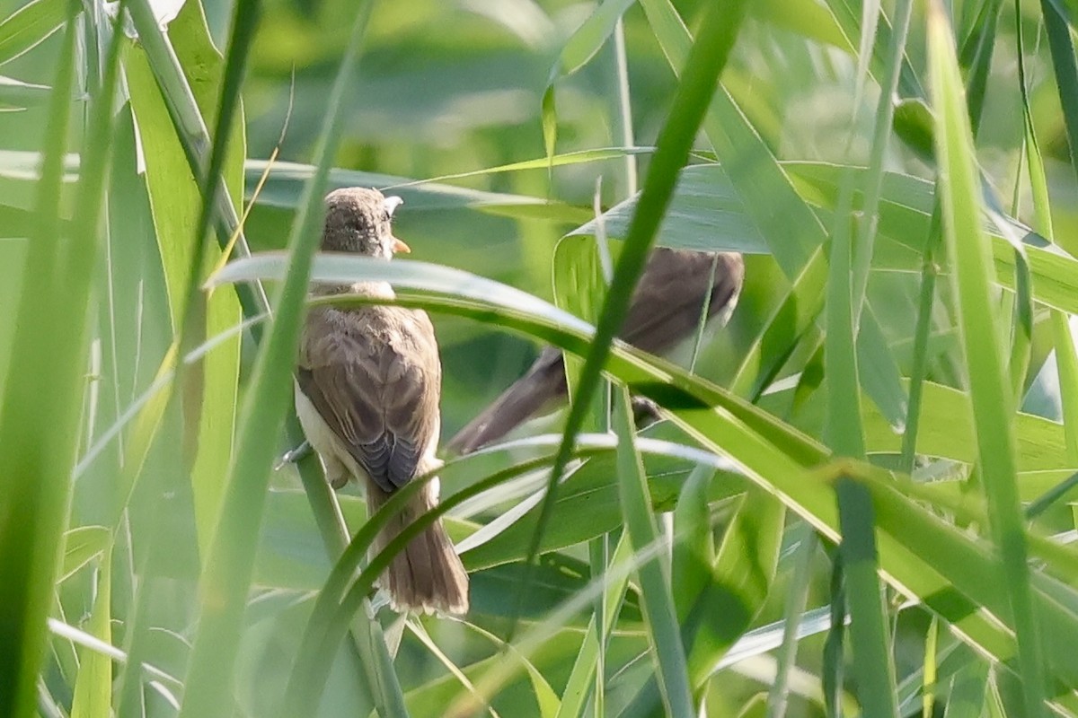 Oriental Reed Warbler - ML639225901