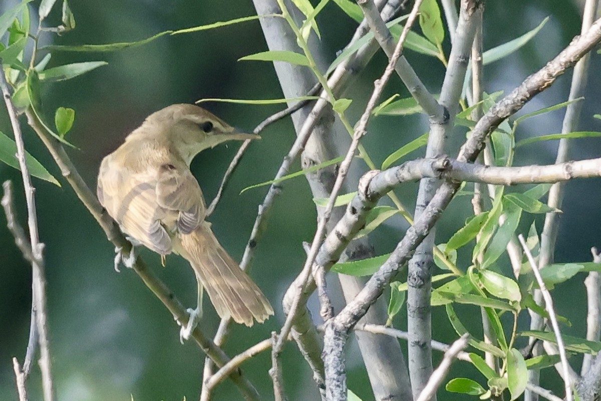 Oriental Reed Warbler - ML639225902