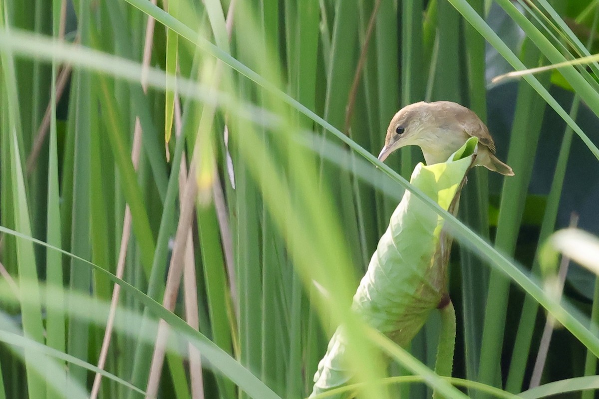 Oriental Reed Warbler - ML639225903