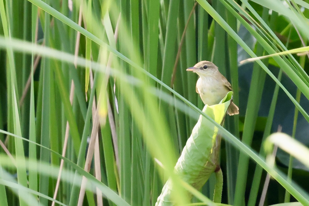 Oriental Reed Warbler - ML639225904