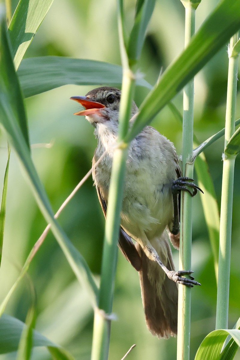 Oriental Reed Warbler - ML639225905