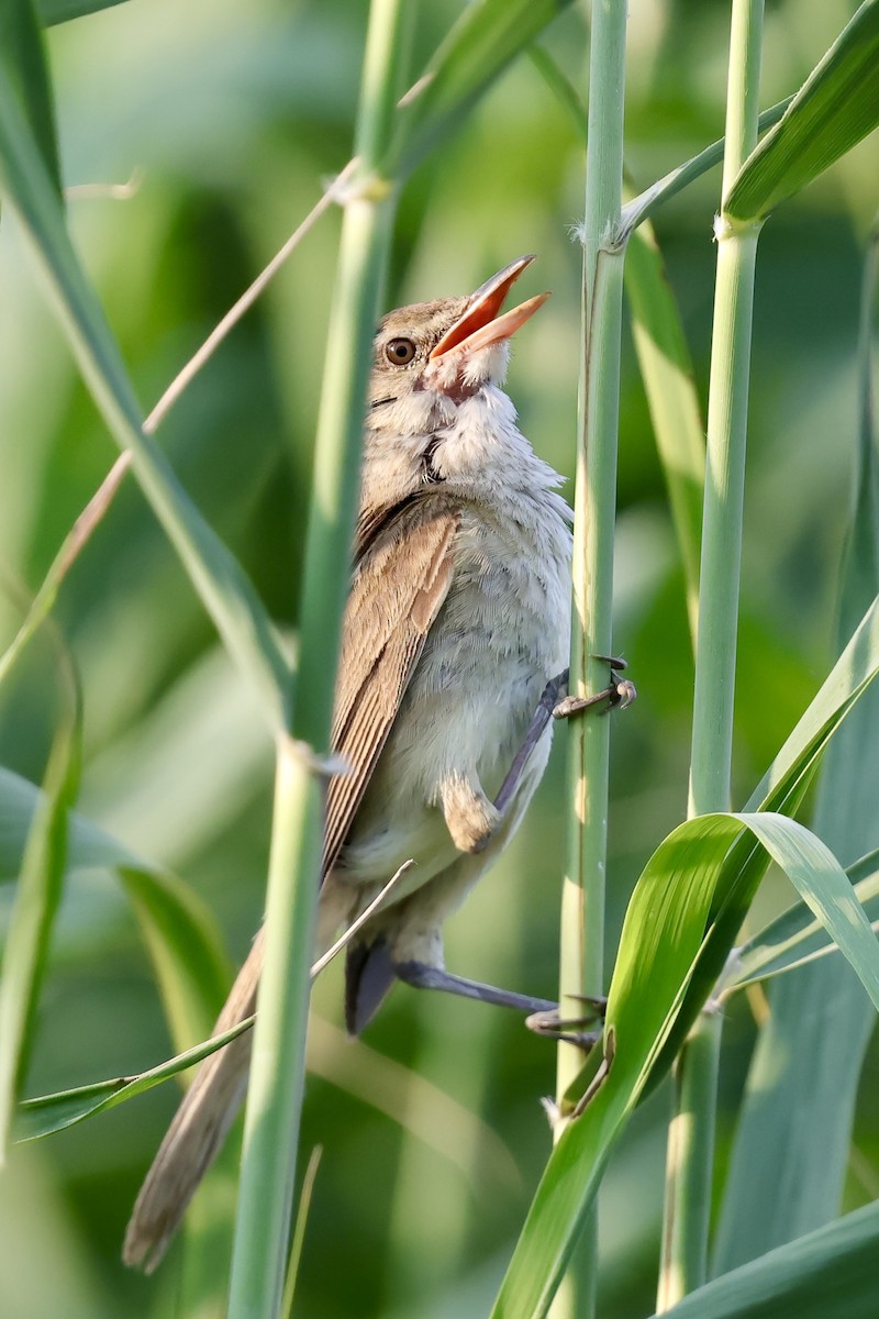 Oriental Reed Warbler - ML639225906