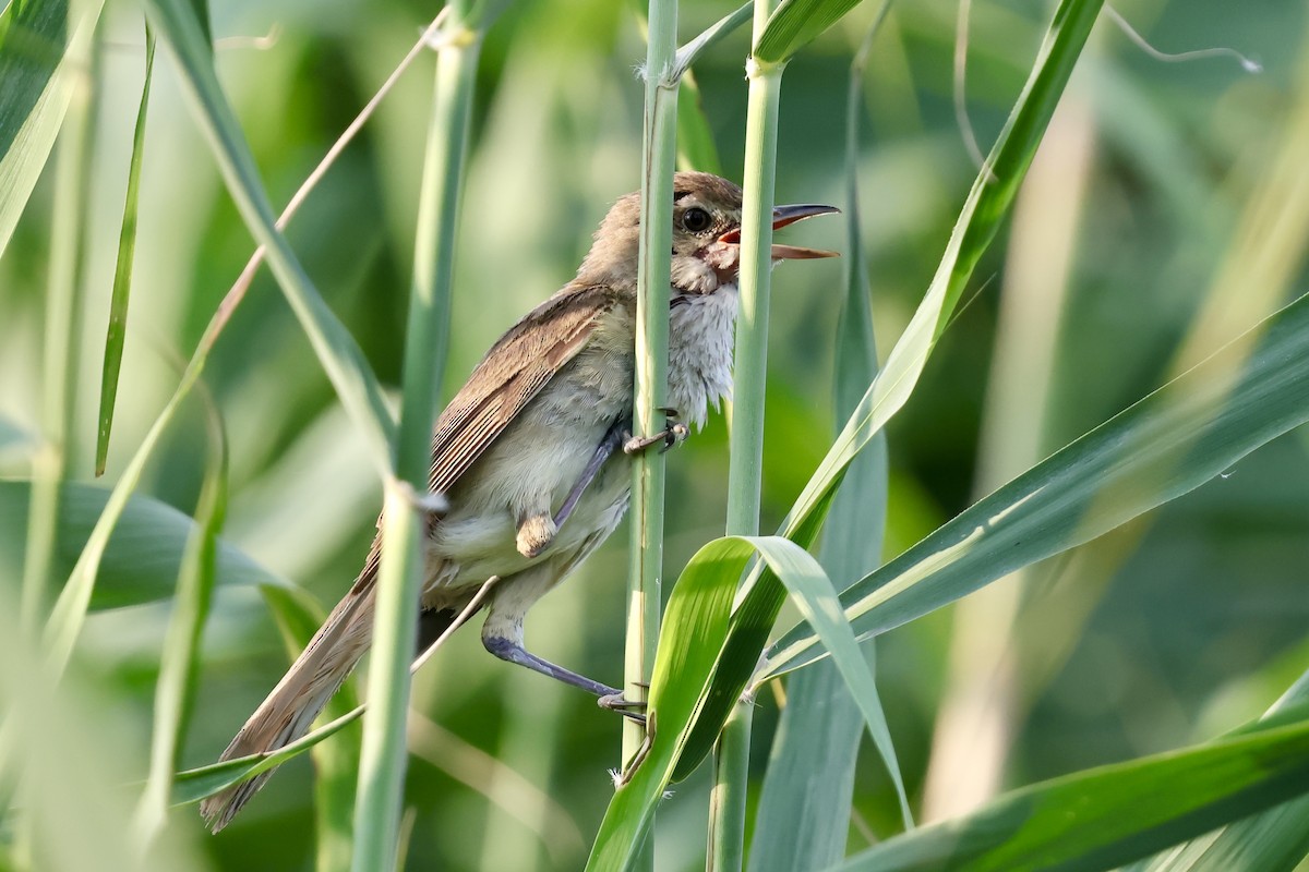 Oriental Reed Warbler - ML639225907