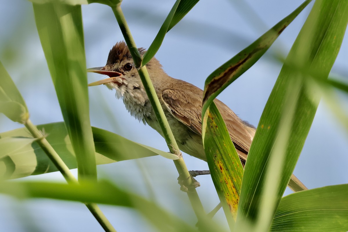 Oriental Reed Warbler - ML639225908