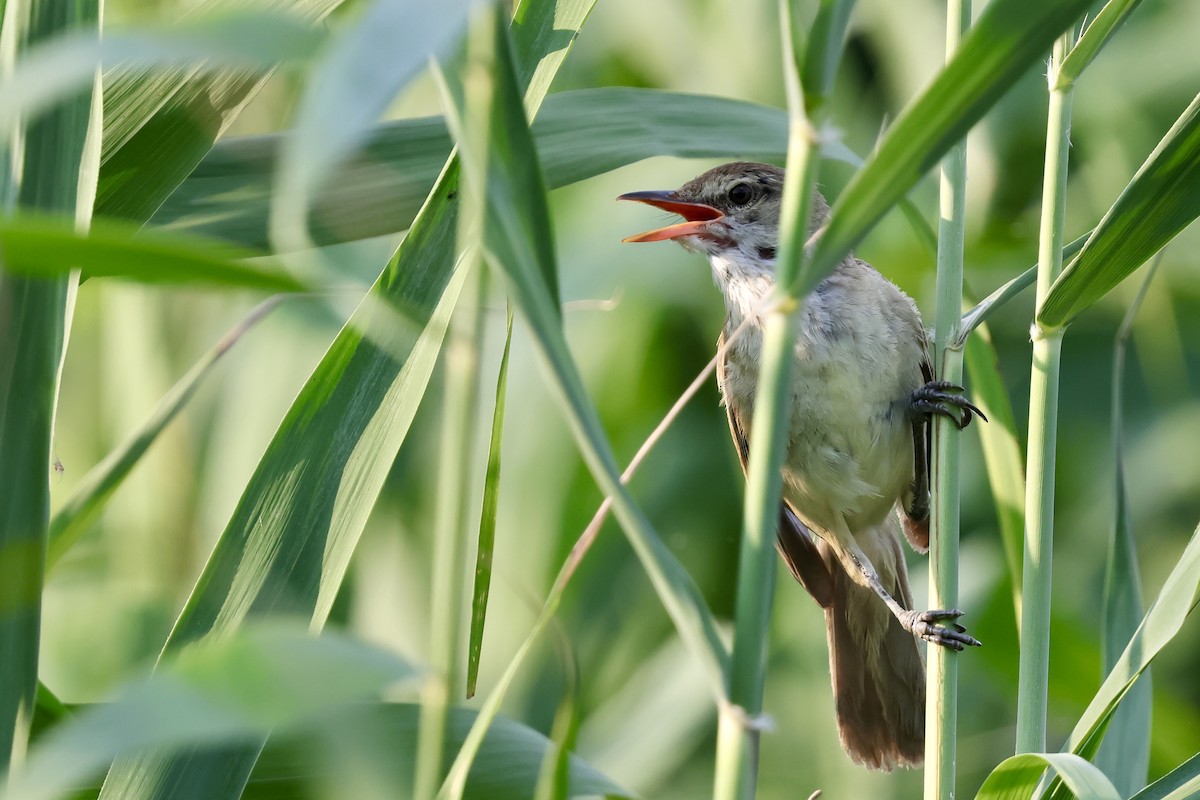 Oriental Reed Warbler - ML639225909