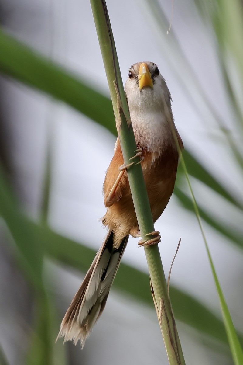 Reed Parrotbill - ML639225923