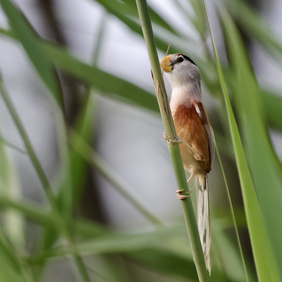 Reed Parrotbill - ML639225924