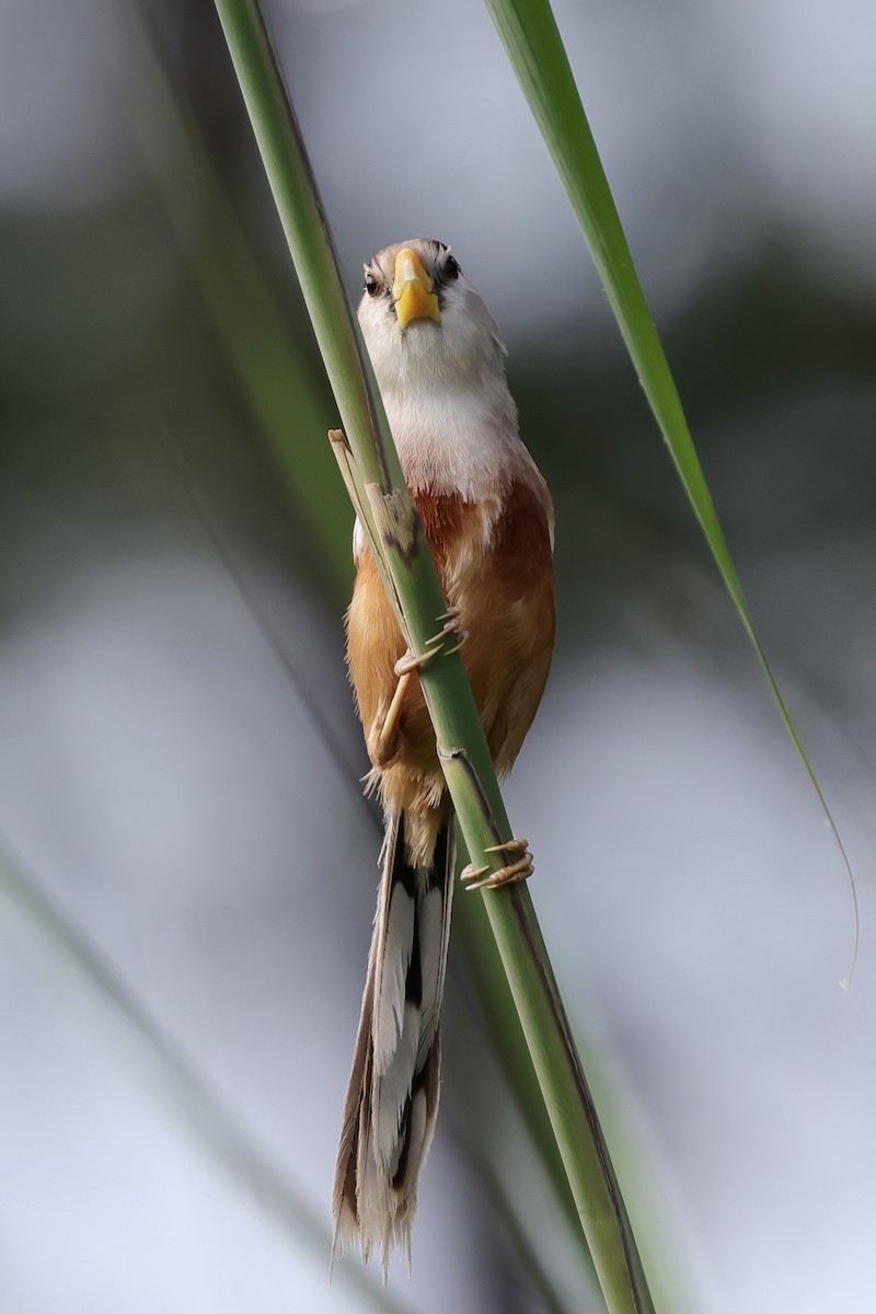 Reed Parrotbill - ML639225925