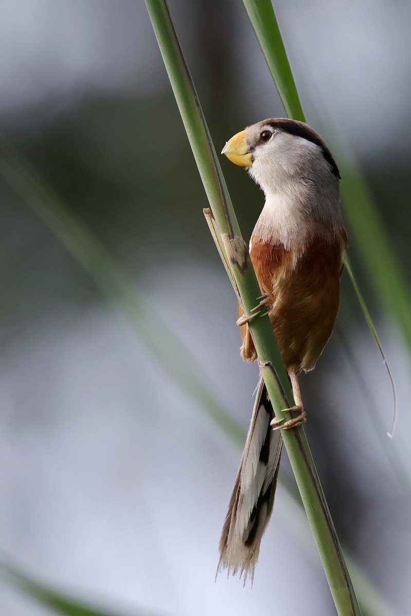 Reed Parrotbill - ML639225926