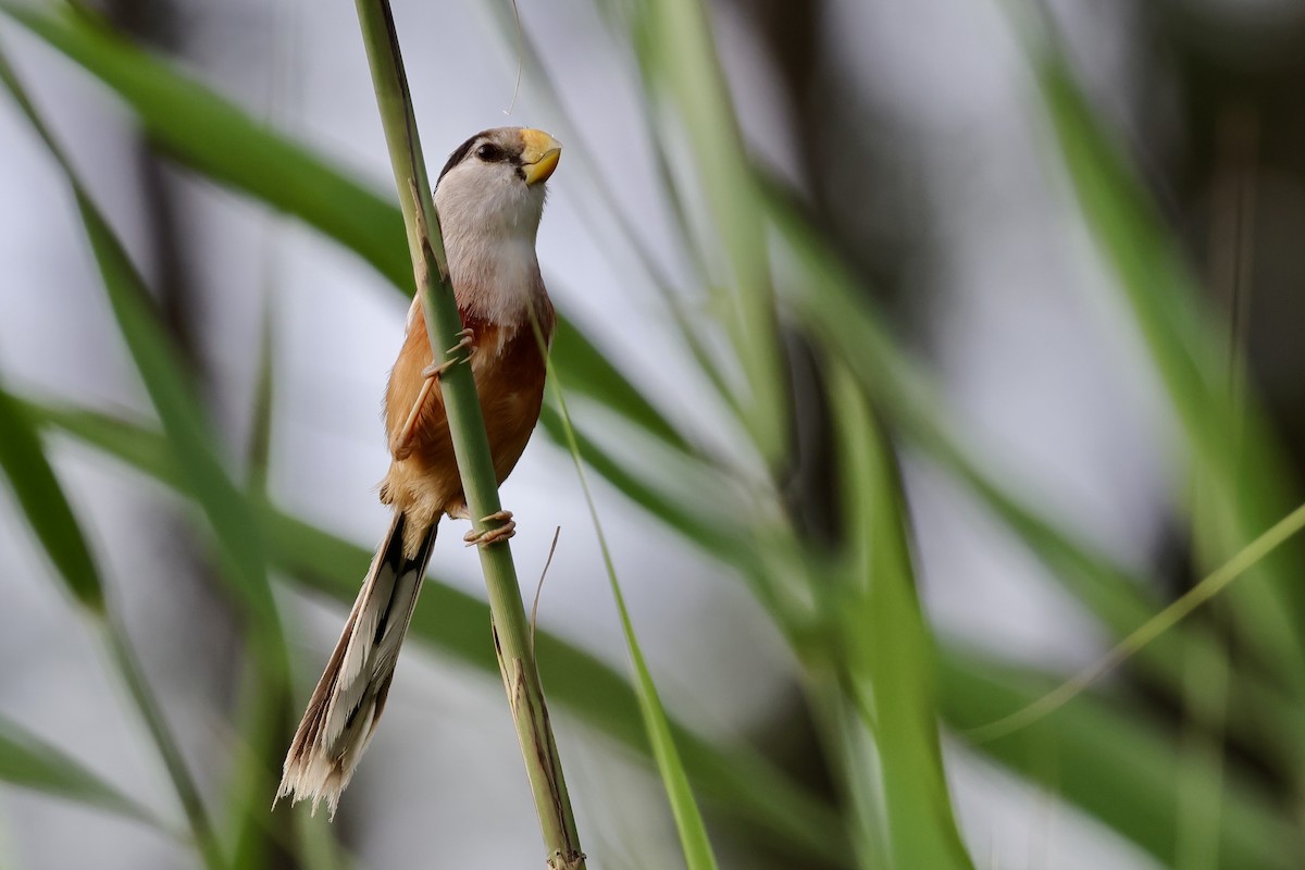 Reed Parrotbill - ML639225928