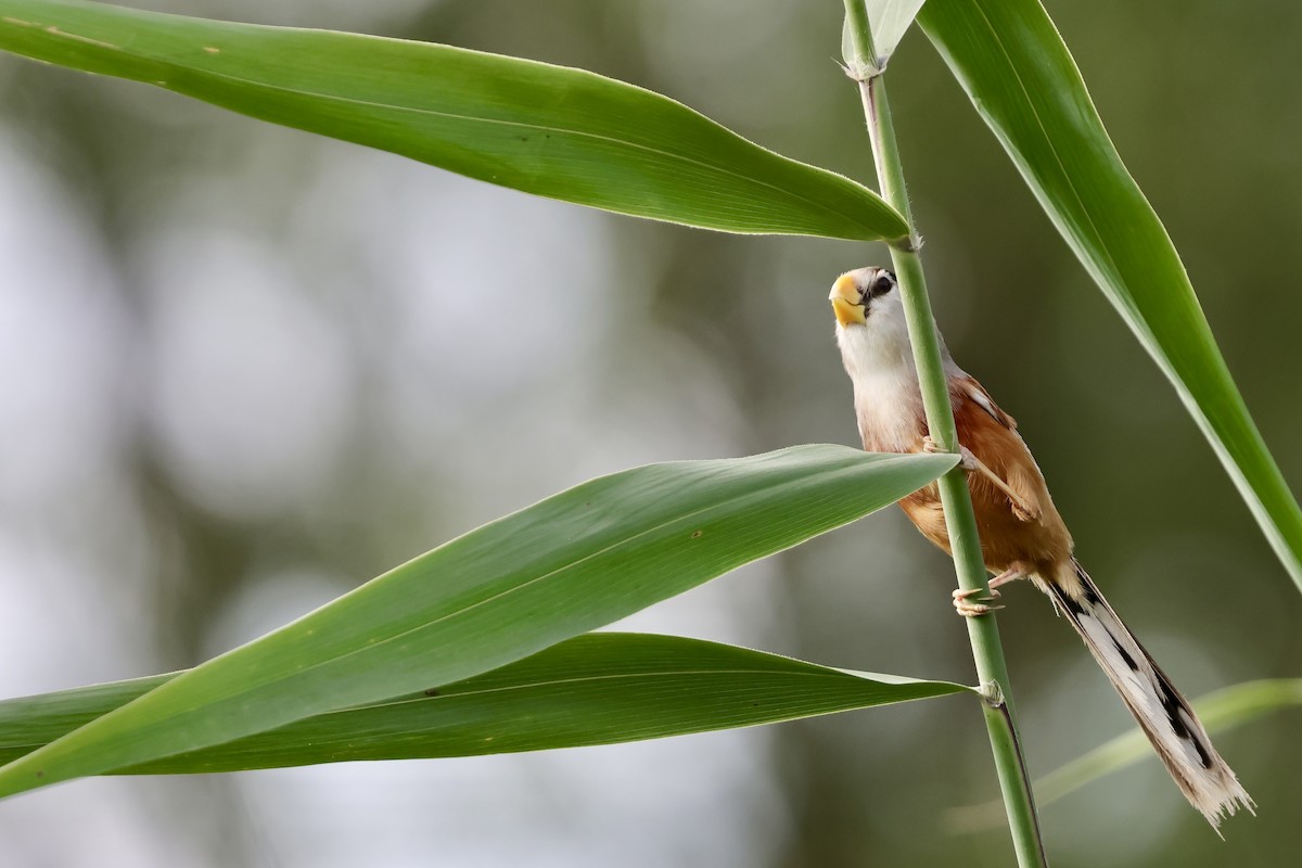 Reed Parrotbill - ML639225929