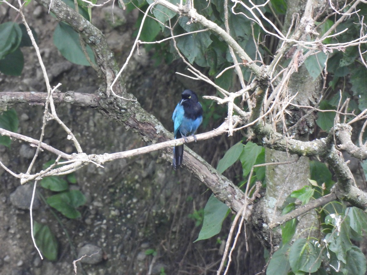 Bushy-crested Jay - ML639225930