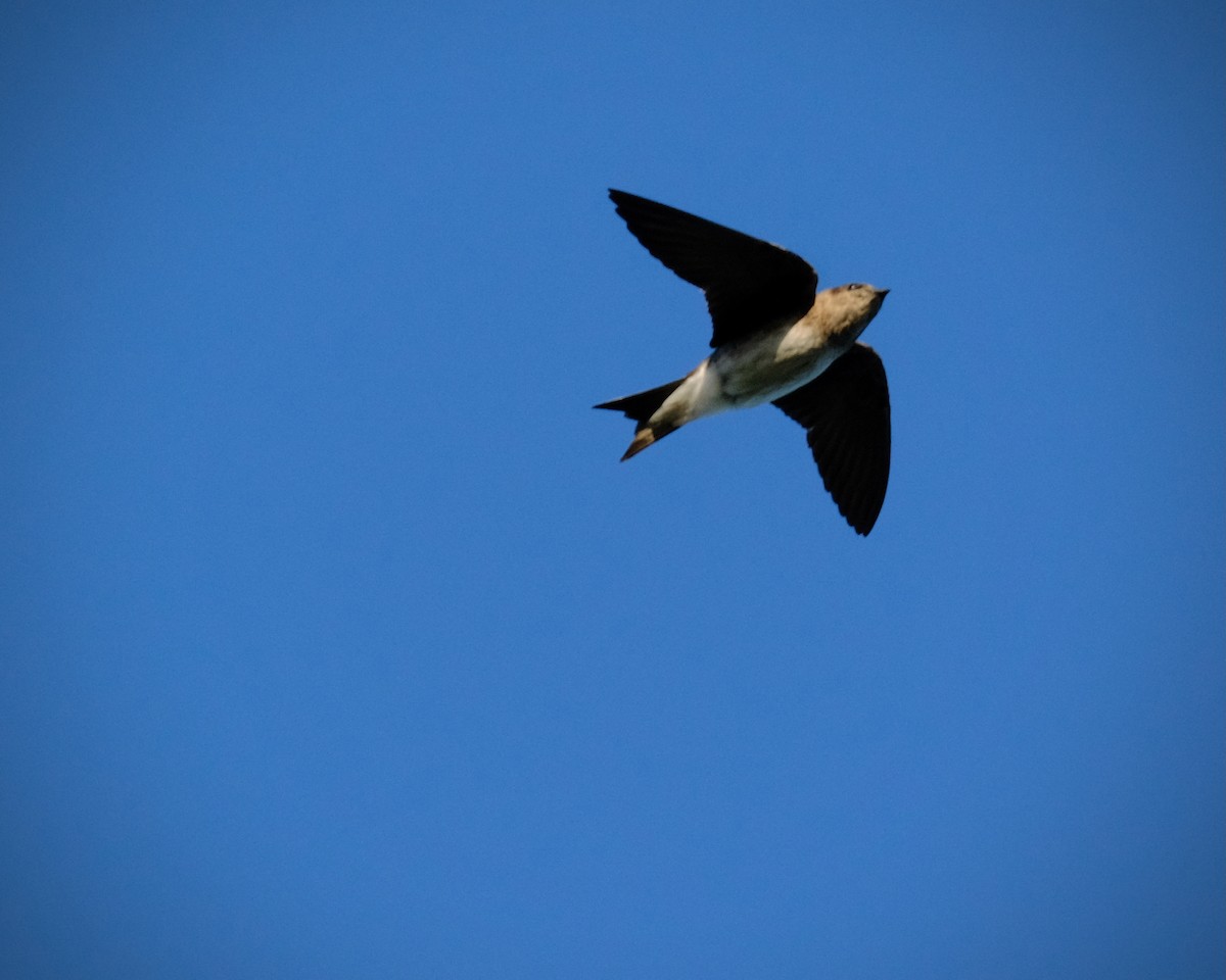 Purple Martin - ML639225935