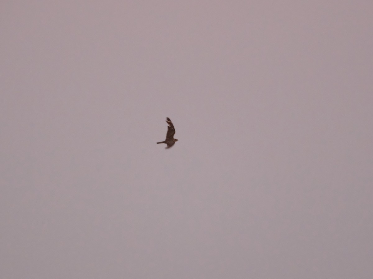 Lesser Nighthawk - ML639225940