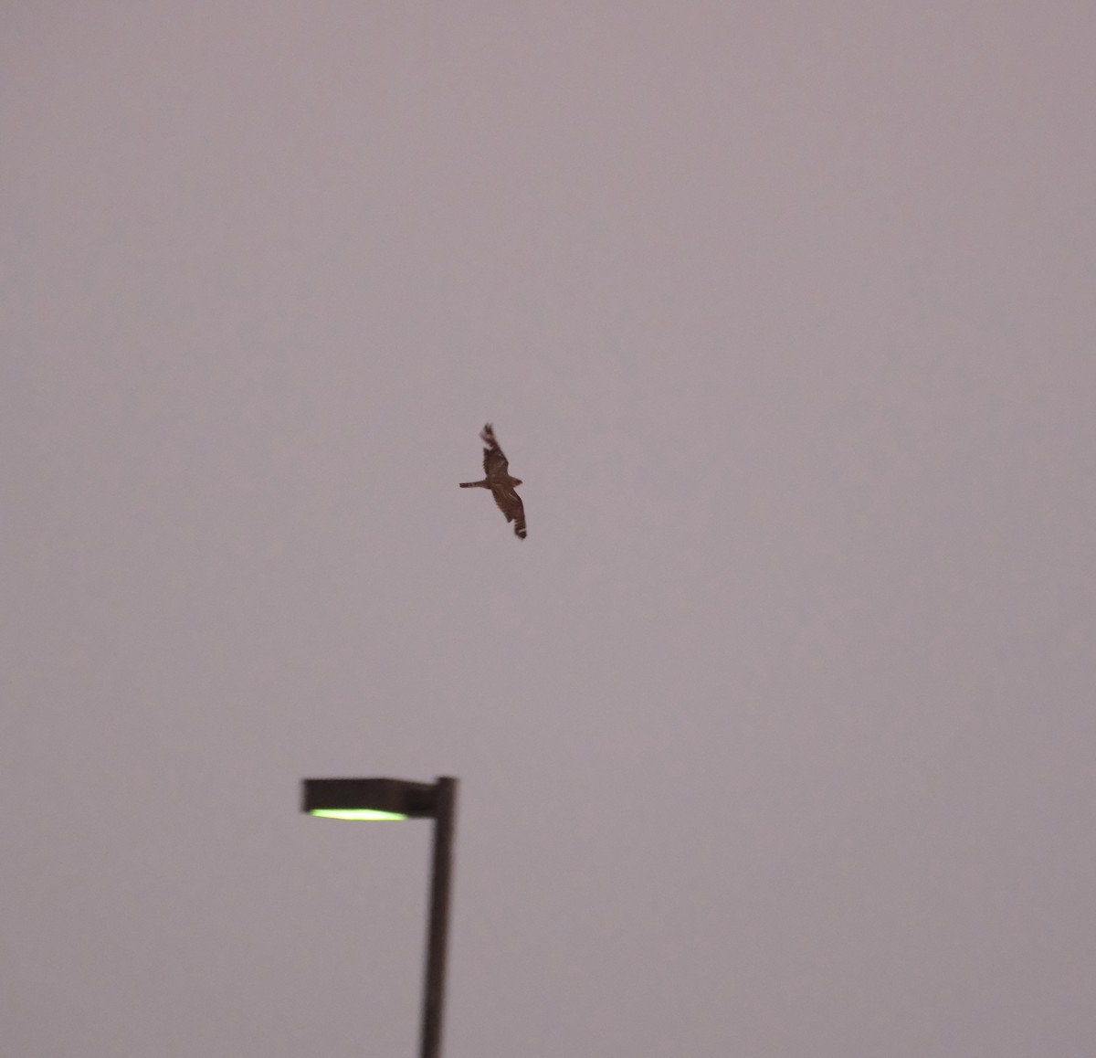 Lesser Nighthawk - ML639225941