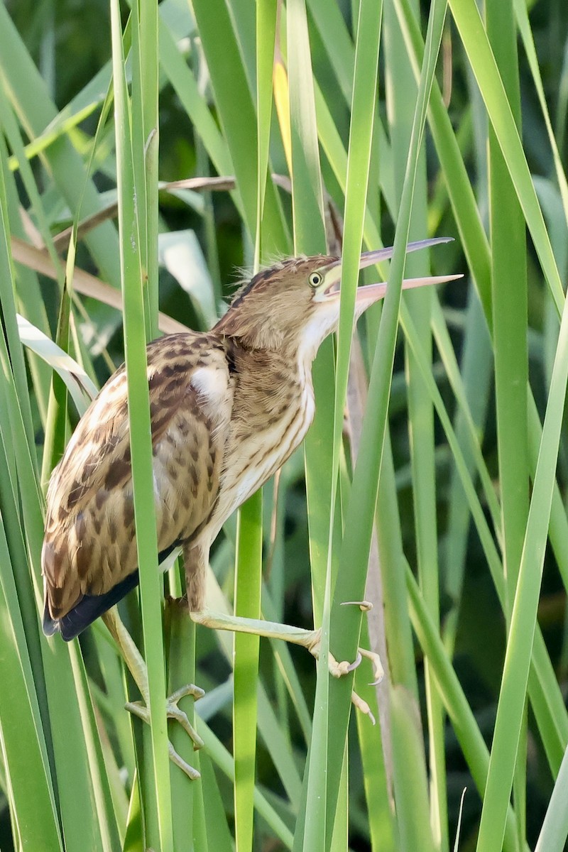 Yellow Bittern - ML639225962