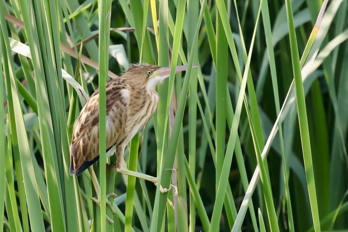 Yellow Bittern - ML639225963