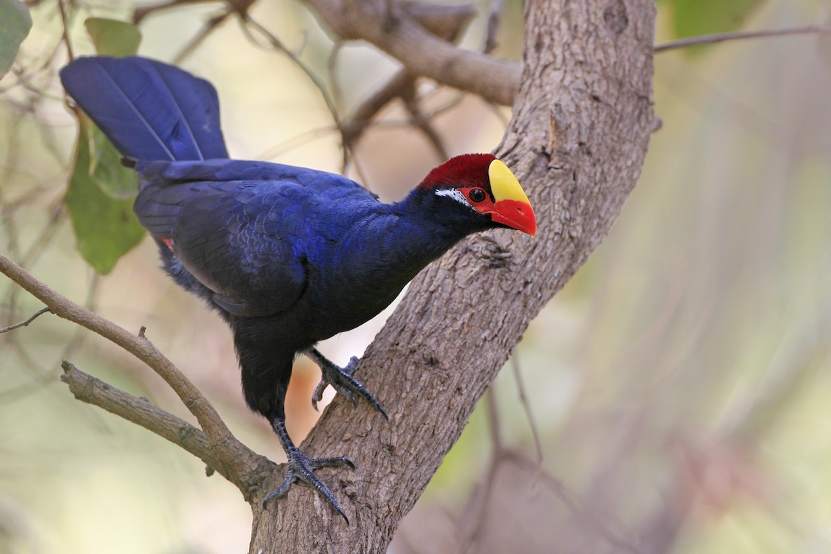 Turaco Violáceo - ML639225987