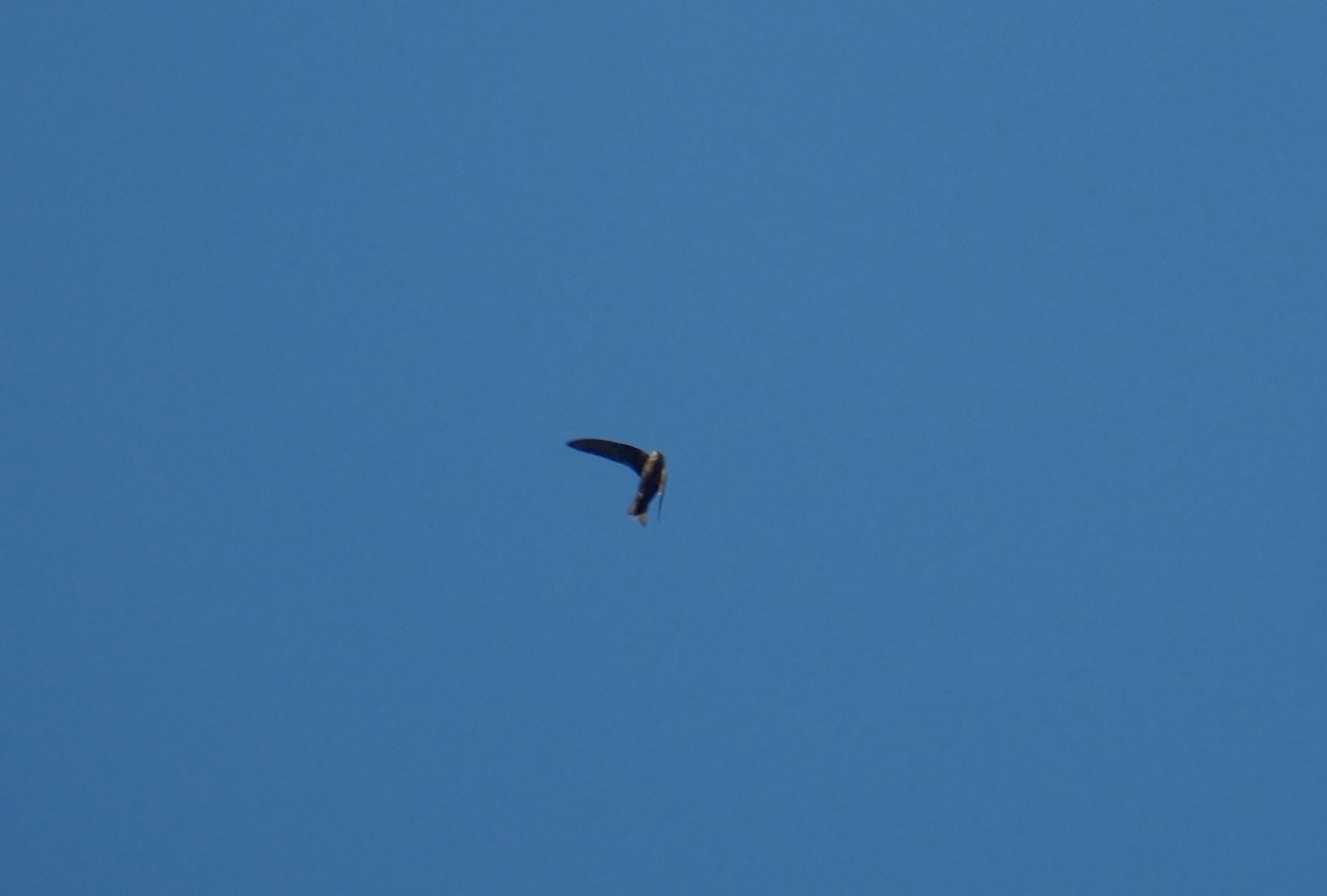 Black Swift - ML639225988