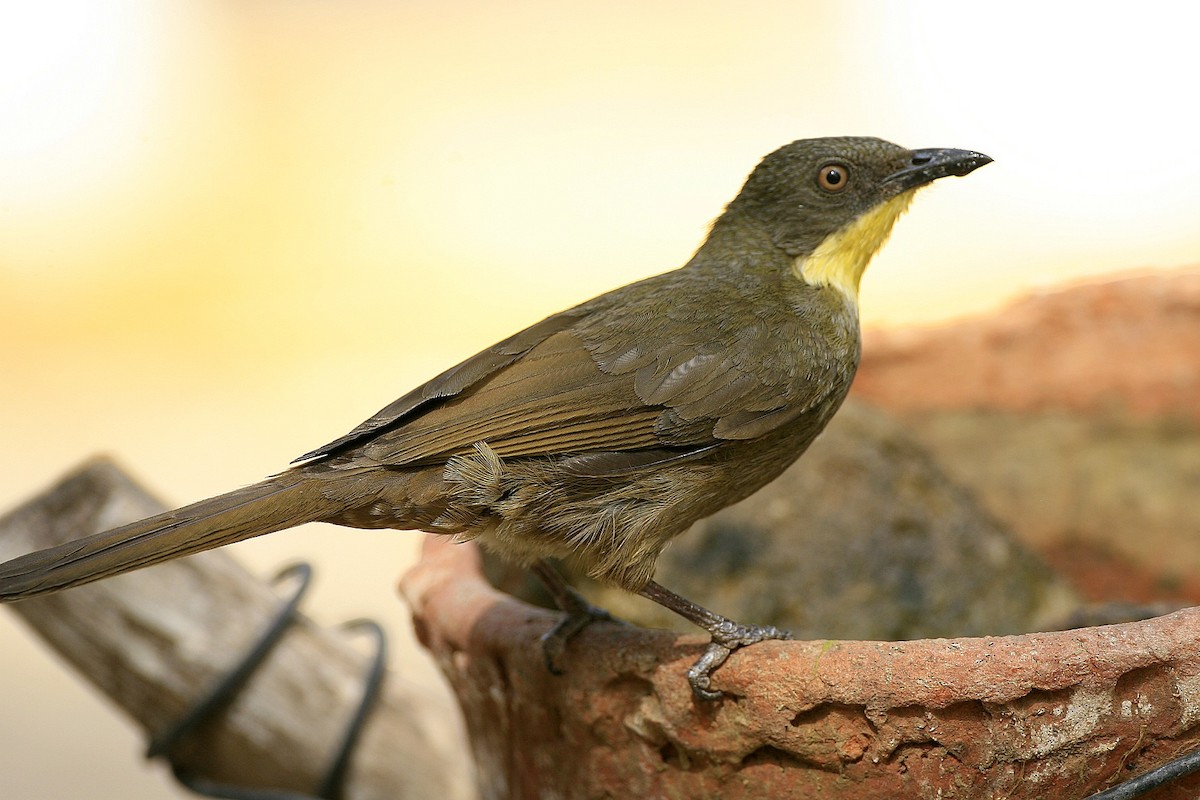 Yellow-gorgeted Greenbul - ML639226033