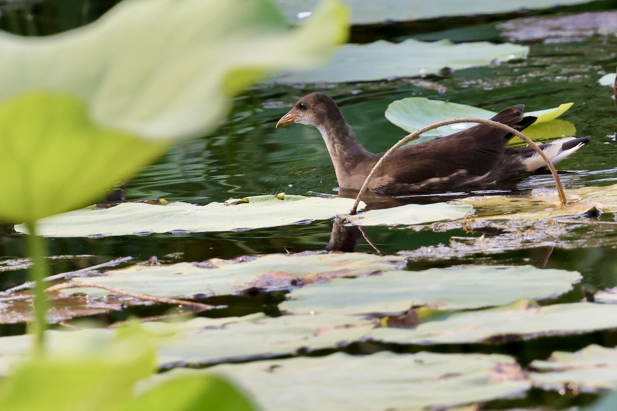 Eurasian Moorhen - ML639226052