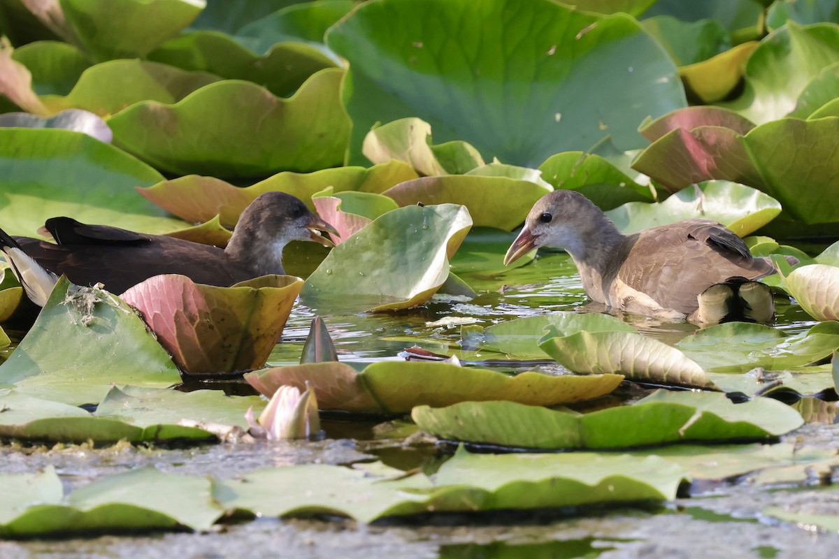 Eurasian Moorhen - ML639226053