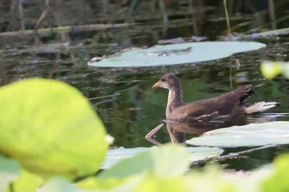 Eurasian Moorhen - ML639226054