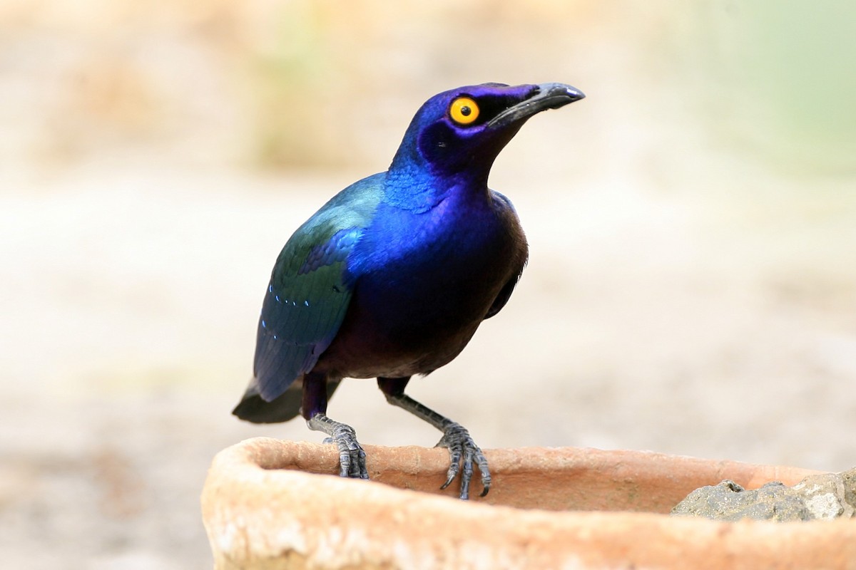 Purple Starling - ML639226061