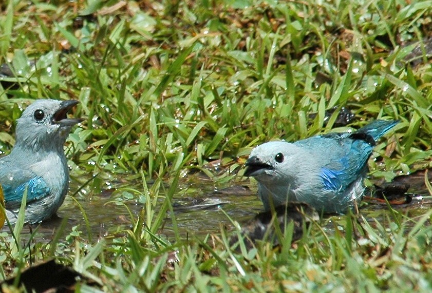 Blue-gray Tanager (Blue-gray) - ML639226070