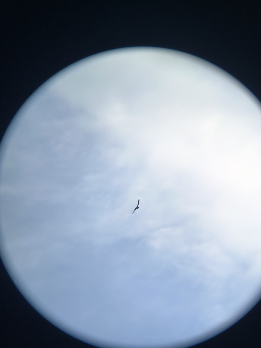 Chimney Swift - ML639226086