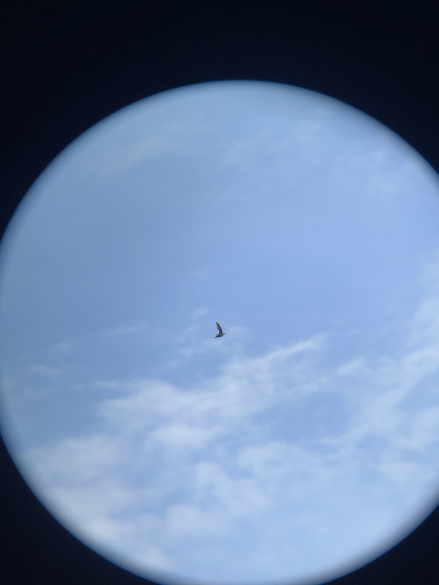 Chimney Swift - ML639226088
