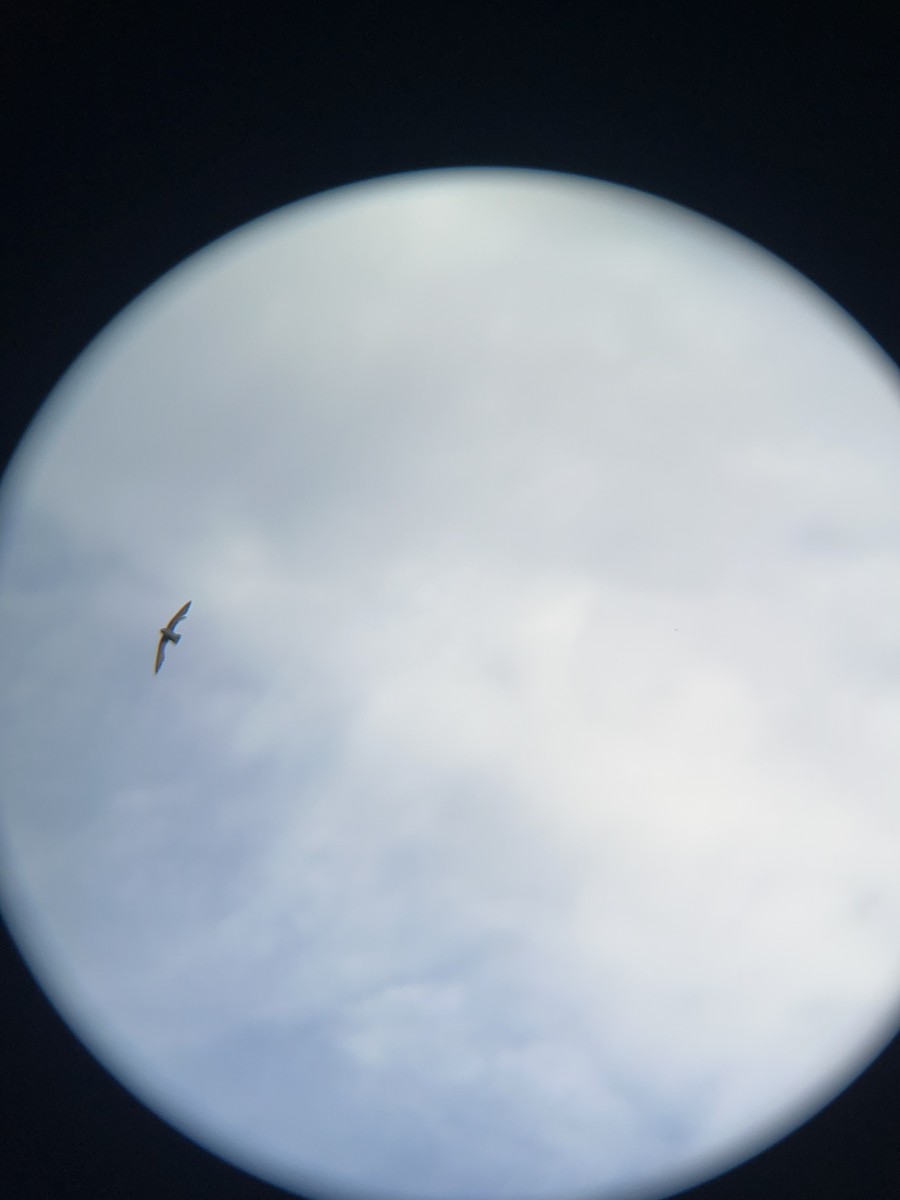 Chimney Swift - ML639226089