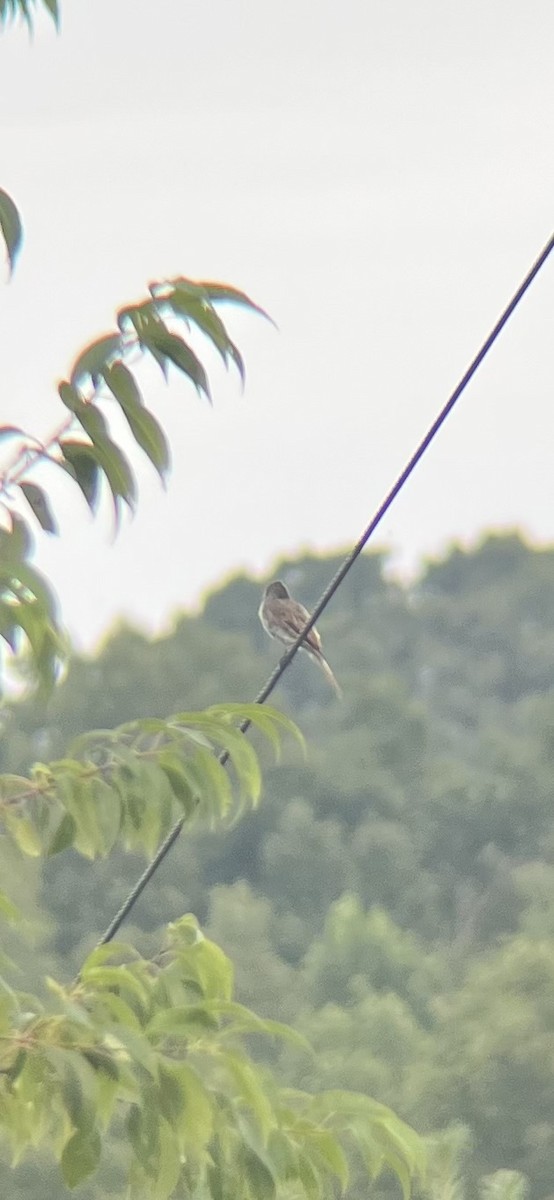 Eastern Phoebe - ML639226092