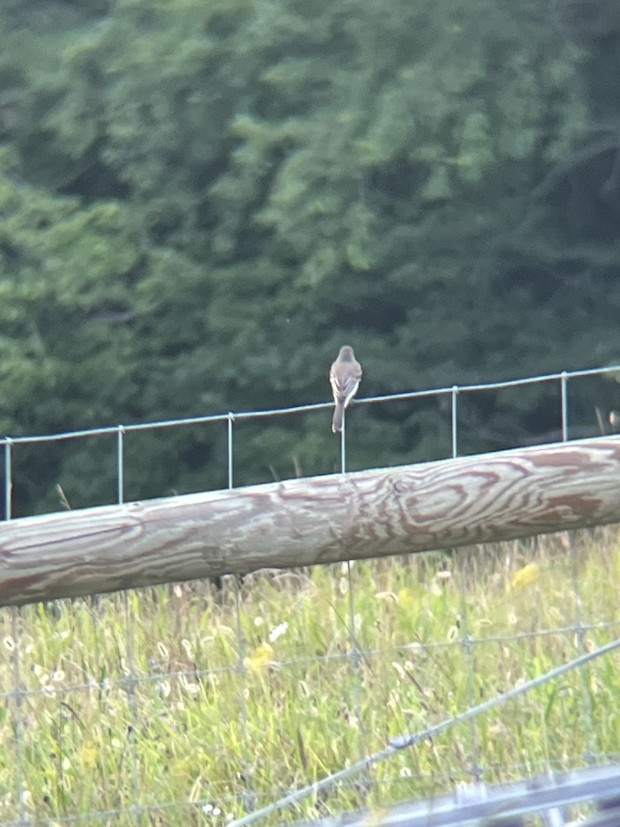 Eastern Phoebe - ML639226093